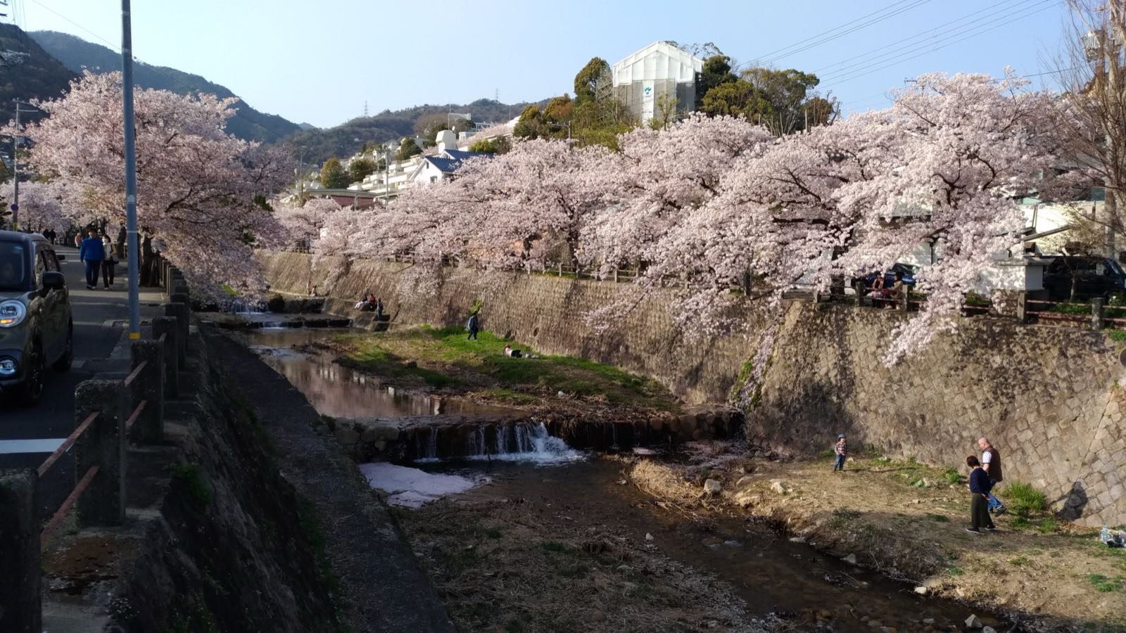 芦屋川の桜並木